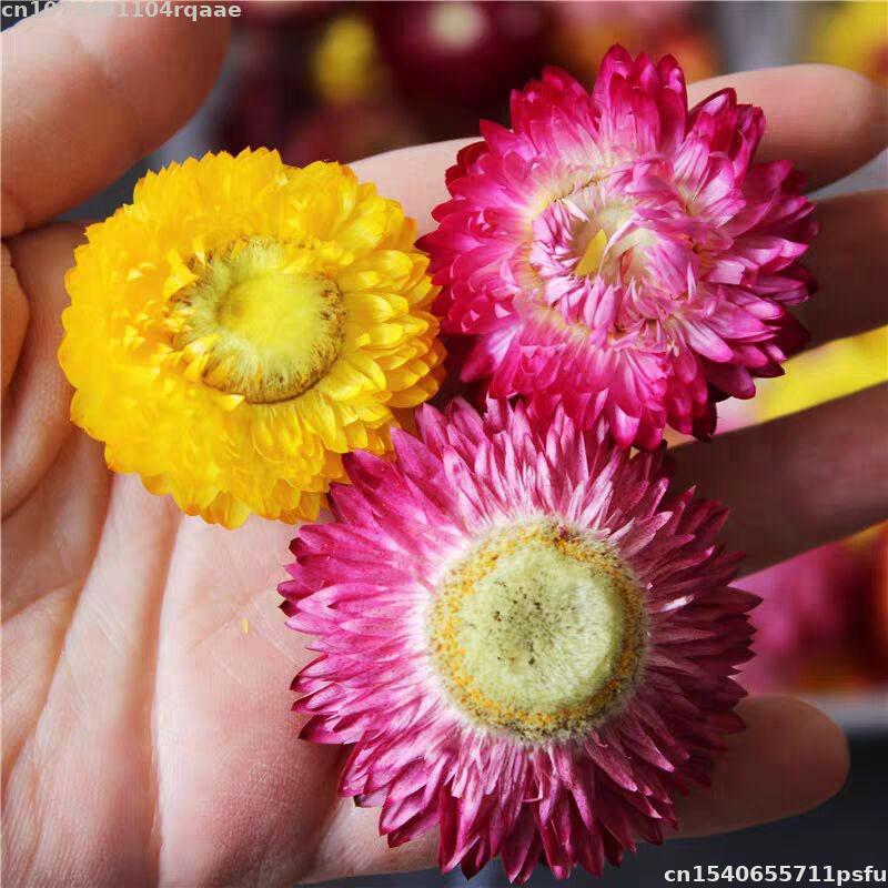 100% Natural Dried Flowers Bra - Soap Making Material Wholesale 评论和价格